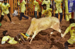 Two gored to death, 6 injured during bull-chasing event in Tamil Nadu